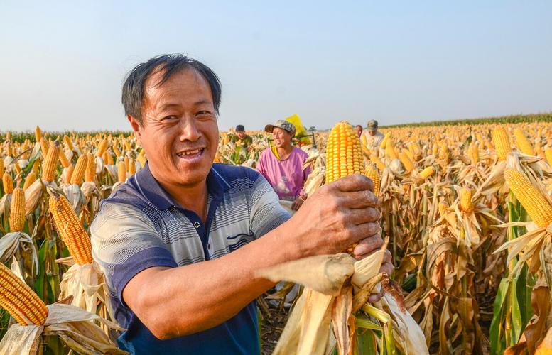 20年玉米价大涨40%,农民跟风种植,今年能"高价"吗?附玉米价
